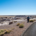 The painted desert19