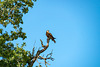 Red Kite-DSZ6026