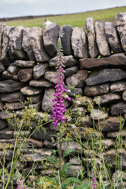 Foxglove