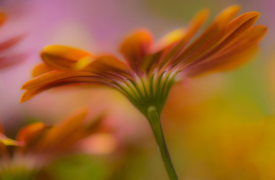 Flower......dans mon jardin.