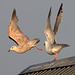 EOS 90D Peter Harriman 19 15 02 07543 flyAway dpp