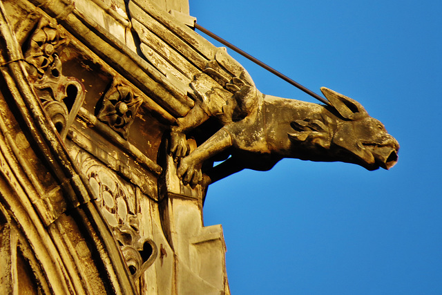 cardiff castle (254)