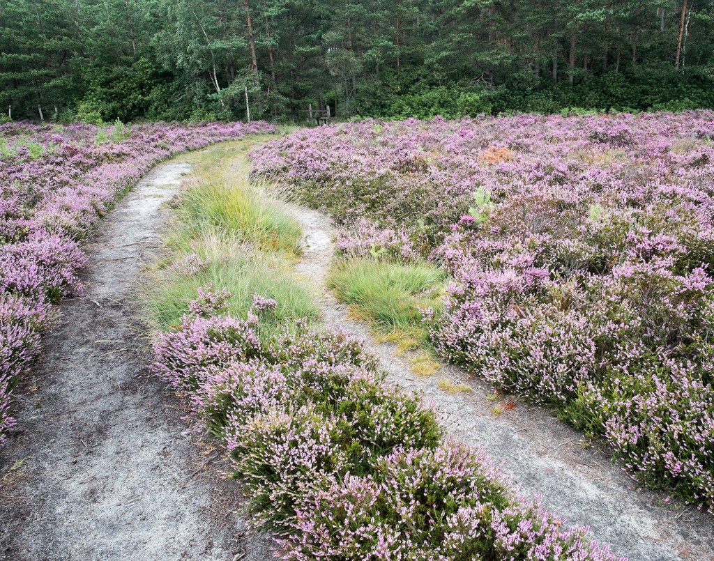 Heather at Lavington Common