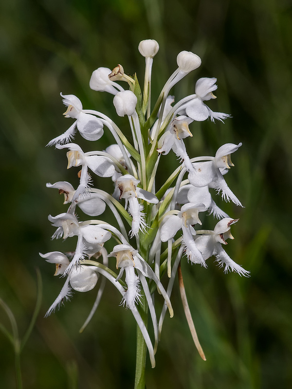 Platanthera conspicua (Southern White Fringed orchid)