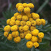 Tansy (Tanacetum vulgare) 26th August 2010