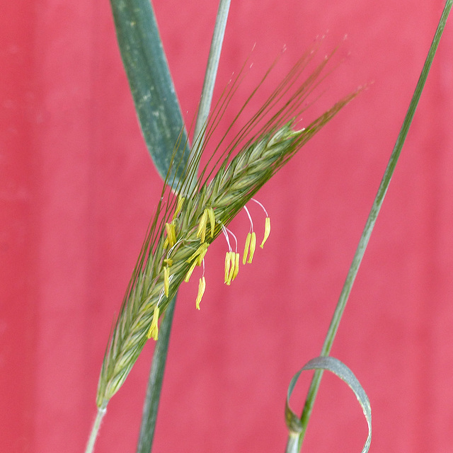 Grass in bloom