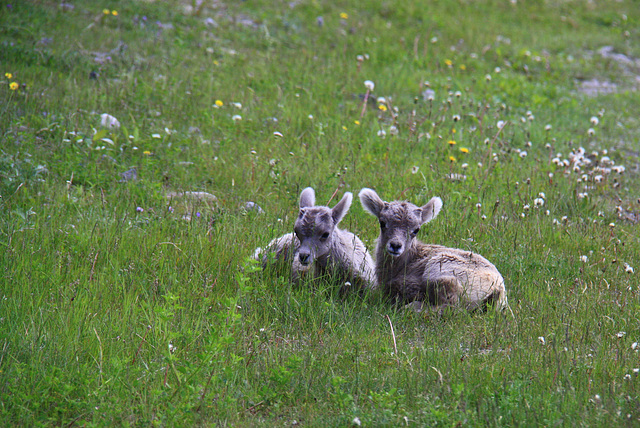 Bighorn Lambs