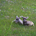 Bighorn Lambs