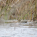 Green-winged Teal