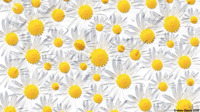 Daisies