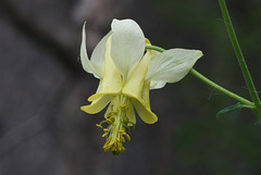 Yellow Mountain Columbine