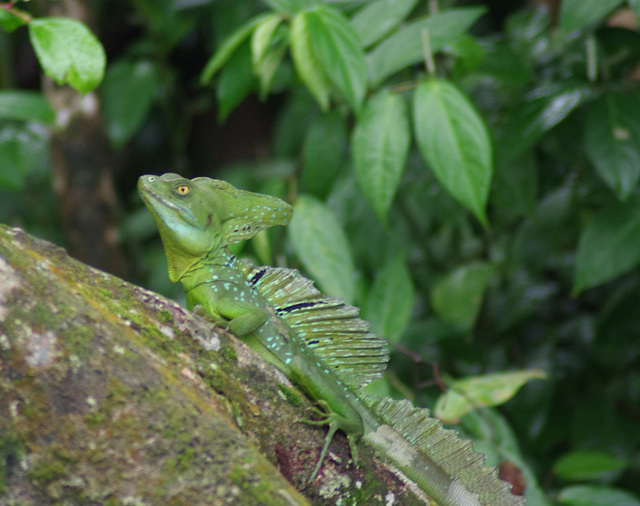 Emerald basilisk (male)