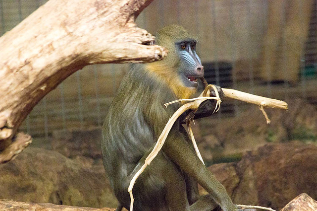Monkey life