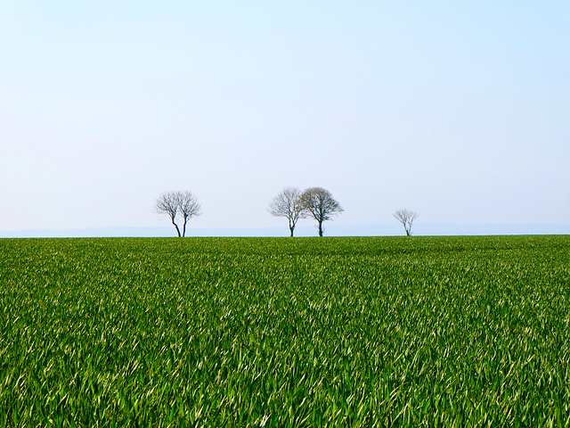 Trees on a Sea of Green 2