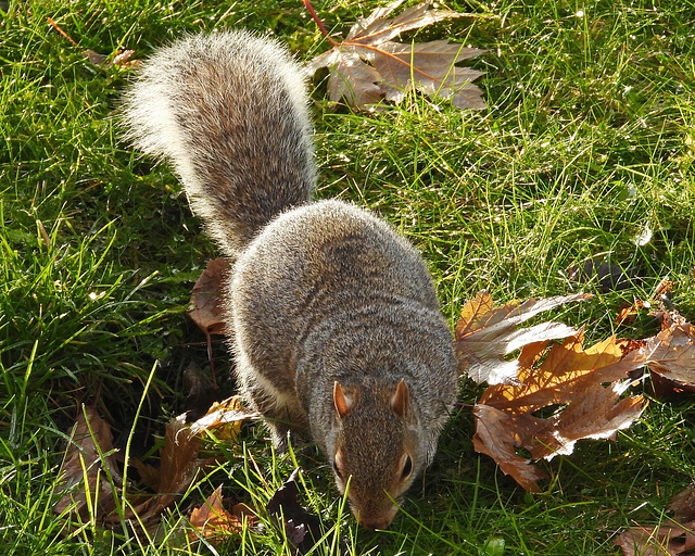 Garden visitor