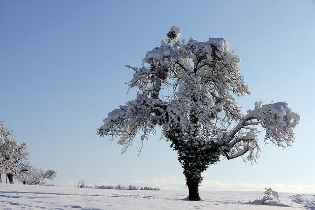 Winter in Oberschwaben