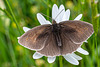 Ringlet-DSZ4179