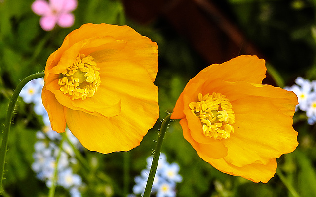 20220516 0965CPw [D~LIP] Kambrischer Scheinmohn (Papaver cambricum), Bad Salzuflen
