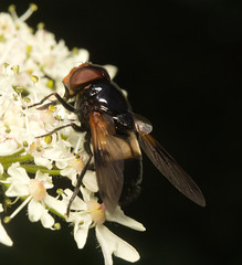 EF7A9832 Hoverfly