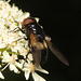 EF7A9832 Hoverfly