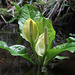 Western Skunk Cabbage