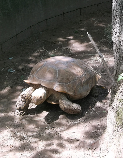 Spur-thigh tortoise