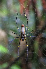 Female Golden Orb Spider