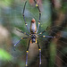 Female Golden Orb Spider