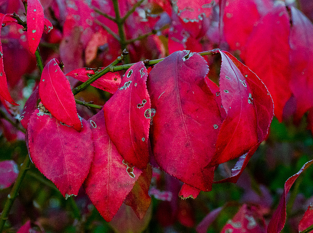 Fall/ red