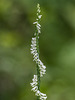 Spiranthes lacera var. gracilis (Southern Slender Ladies'-tresses orchid)