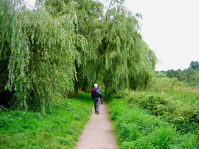 Willow trees at Staunton Harold Reservoir