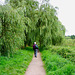 Willow trees at Staunton Harold Reservoir