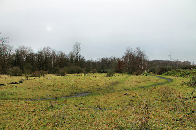 Grünfläche am ehemaligen Kohlenlagerplatz (Castrop-Rauxel-Habinghorst) / 26.12.2019