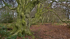 Old man of Raincliffe Woods