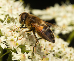 EF7A9842 Hoverfly-2