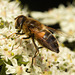 EF7A9842 Hoverfly-2