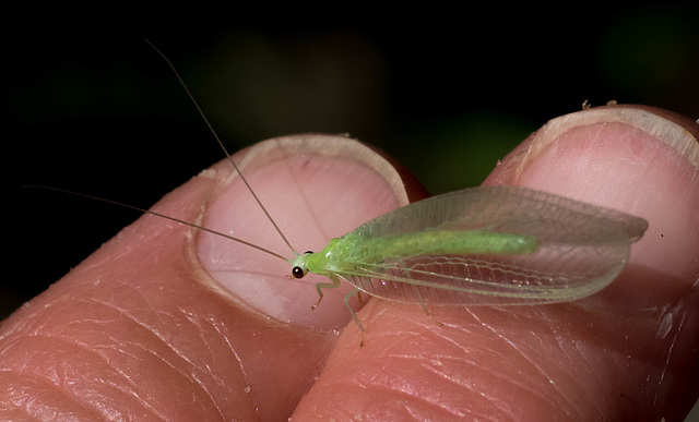 Green Lacewing