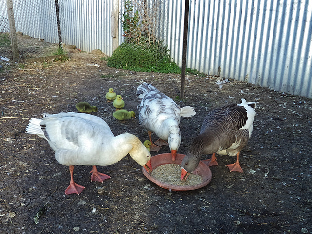 first goslings this season