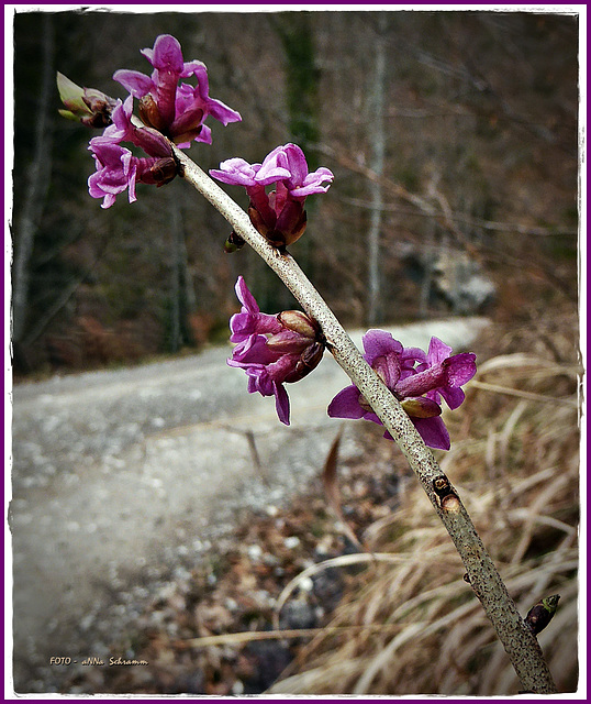 Seidelbast (Daphne mezereum)