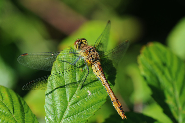 Common darter