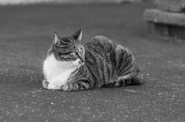 Street cat