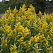Early Goldenrod (Solidago gigantea) at Orton 21st August 2010