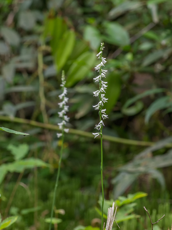 Spiranthes lacera var. gracilis (Southern Slender Ladies'-tresses orchid)