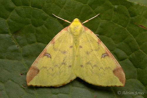 Brimstone Moth (Opisthograptis luteolata)