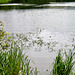 Amphibious Bistort (Persicaria amphibia), Staunton Harold Reservoir