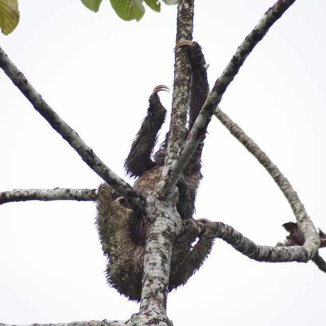 Three-toed sloths