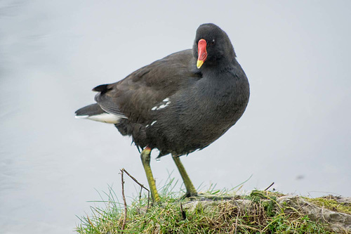 Moorhen (1)