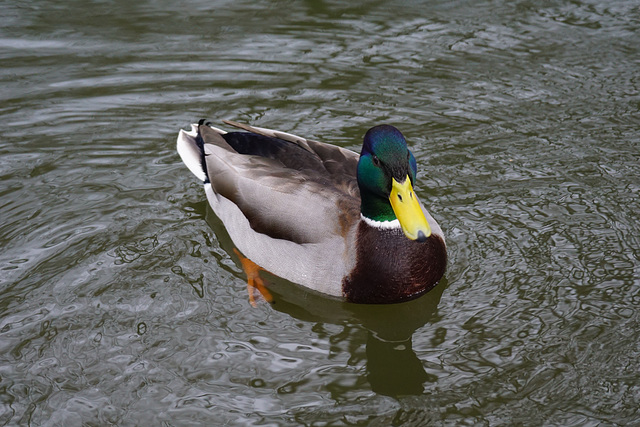 Stockenten auf dem Schlossteich