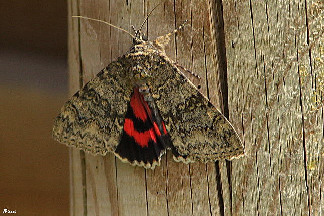 Papillon de nuit