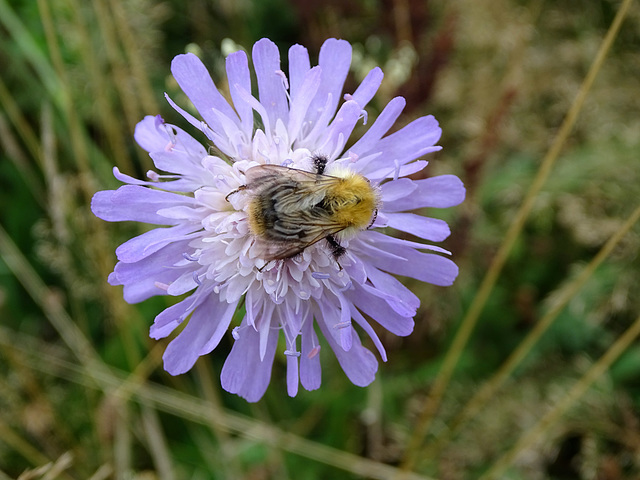 Scabiosa species